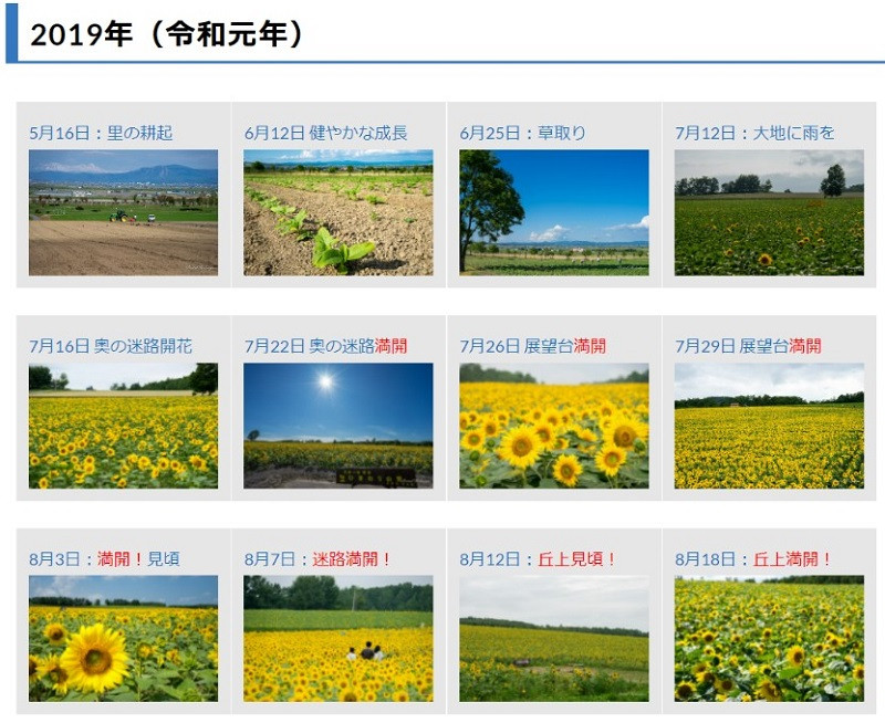 夏に行きたいひまわり畑」アンケートで見事第1位！北竜町「ひまわり